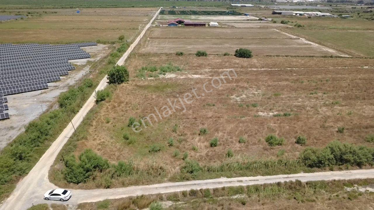 Milas Avşar Da Yola Sıfır 9 Dönüm Fırsat Tarla
