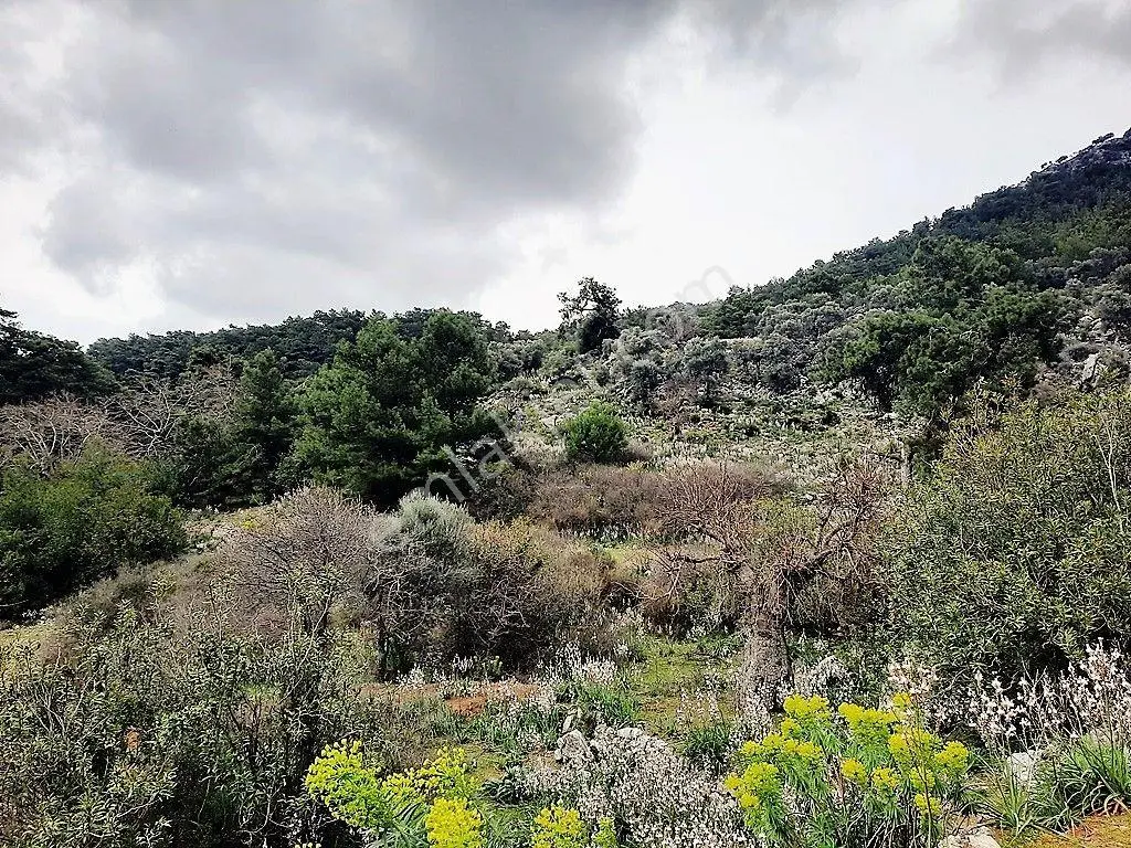 Dalyan Gökbel De Doğa İçinde Satılık 9650 M2 Tarla - Görsel 3