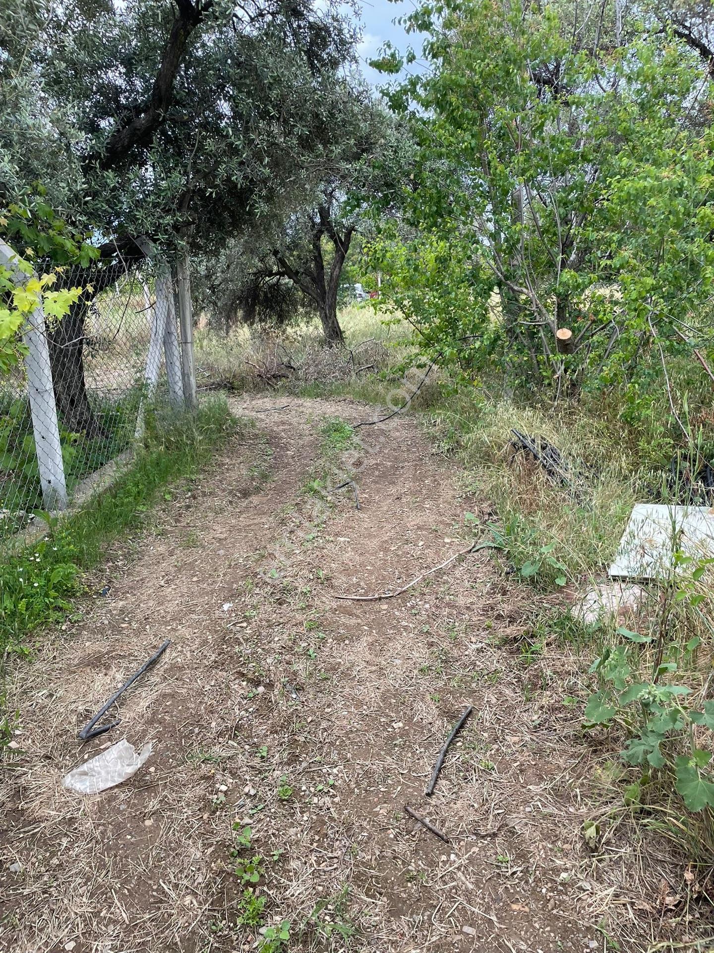 İzmir Kemalpaşa Armutlu Hürriyet Mahallesi’nde Yatırımlık Hisseli Bağ - Görsel 8