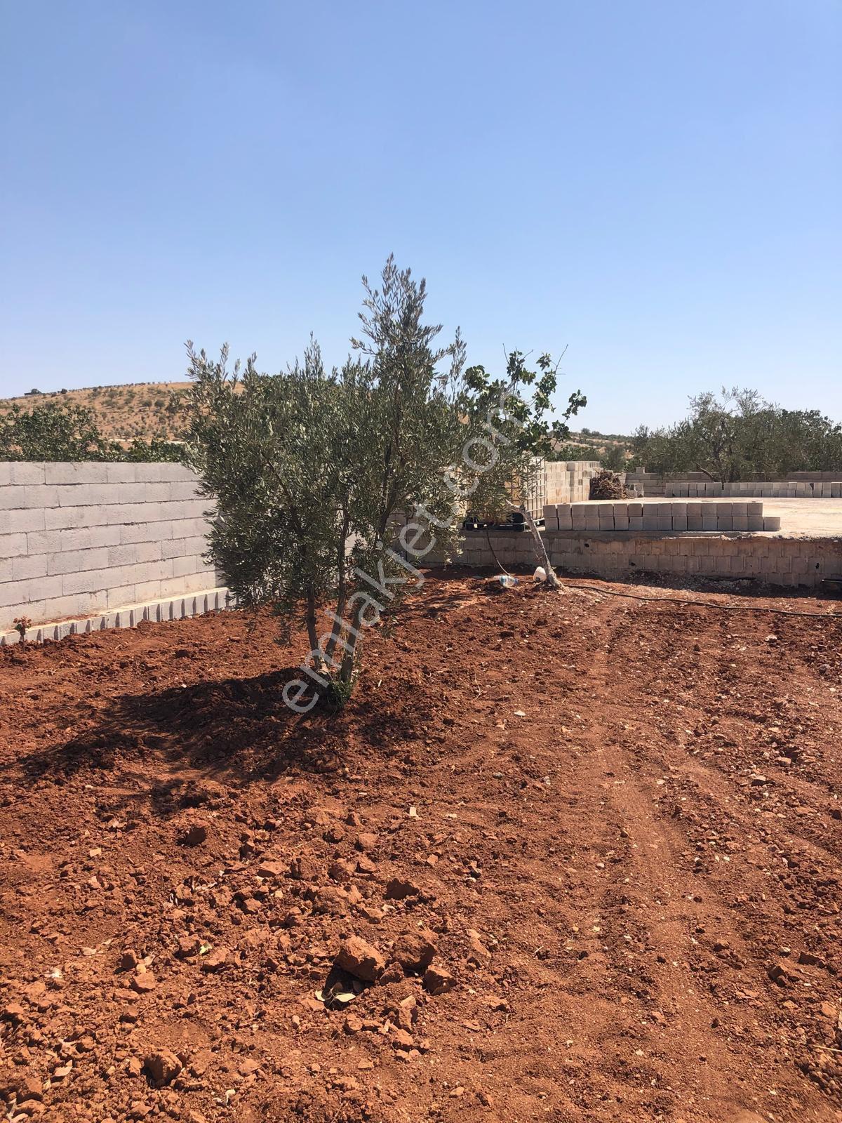 Gaziantep Oğuzeli Gürsu Satılık 1072 M2 Bağevi Yeri - Görsel 27