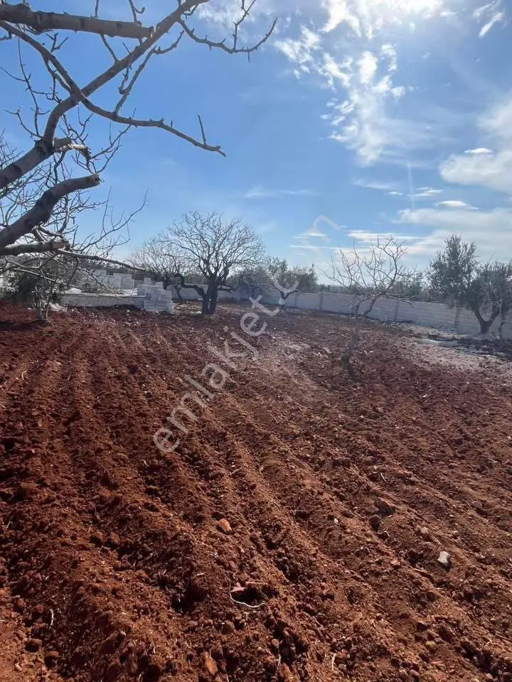 Gaziantep Oğuzeli Gürsu Satılık 1072 M2 Bağevi Yeri - Görsel 4