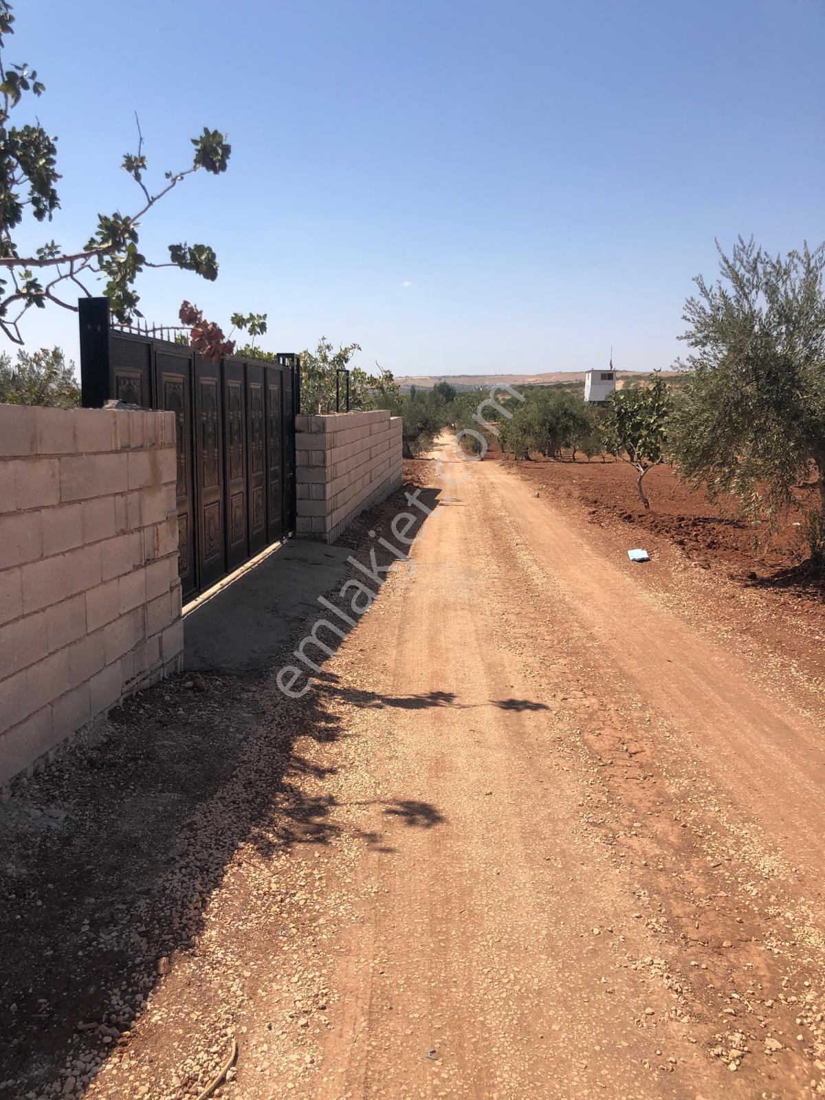 Gaziantep Oğuzeli Gürsu Satılık 1072 M2 Bağevi Yeri - Görsel 13