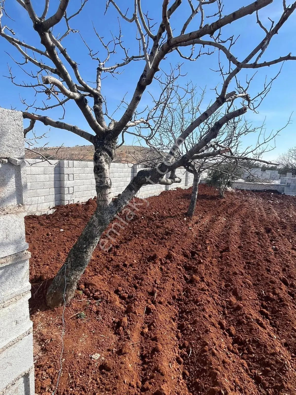 Gaziantep Oğuzeli Gürsu Satılık 1072 M2 Bağevi Yeri - Görsel 3