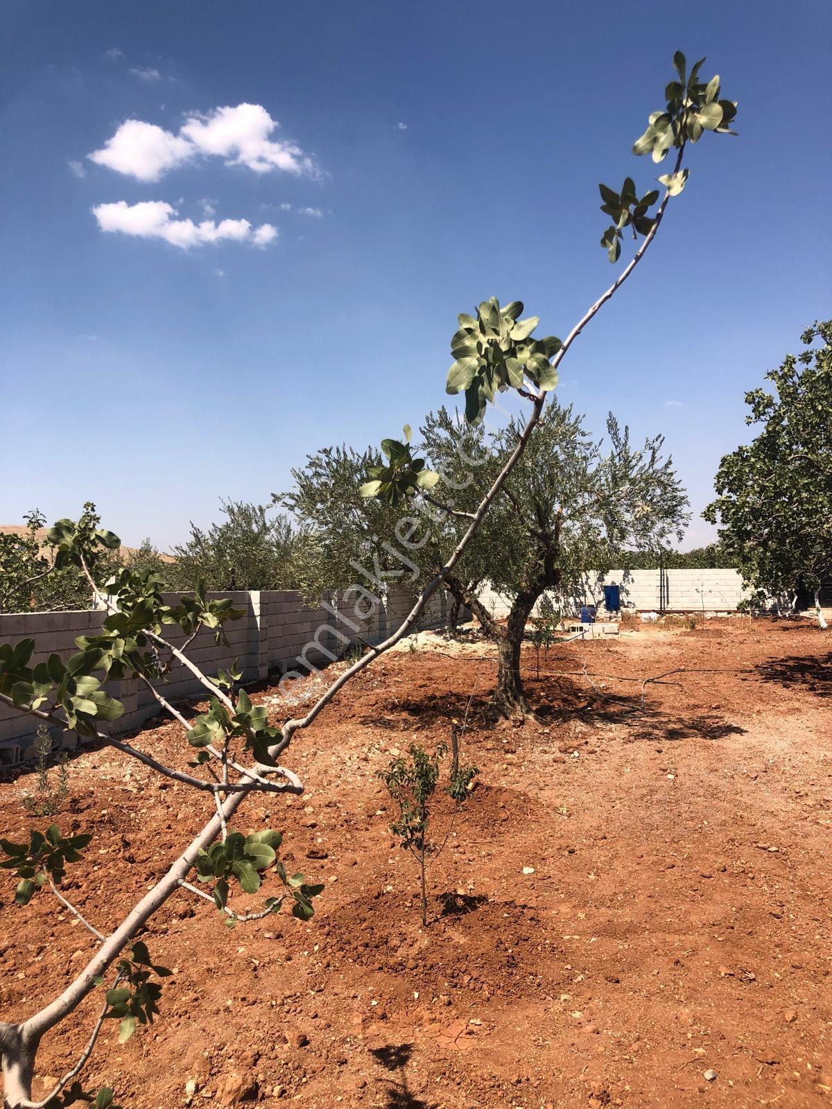 Gaziantep Oğuzeli Gürsu Satılık 1072 M2 Bağevi Yeri - Görsel 26