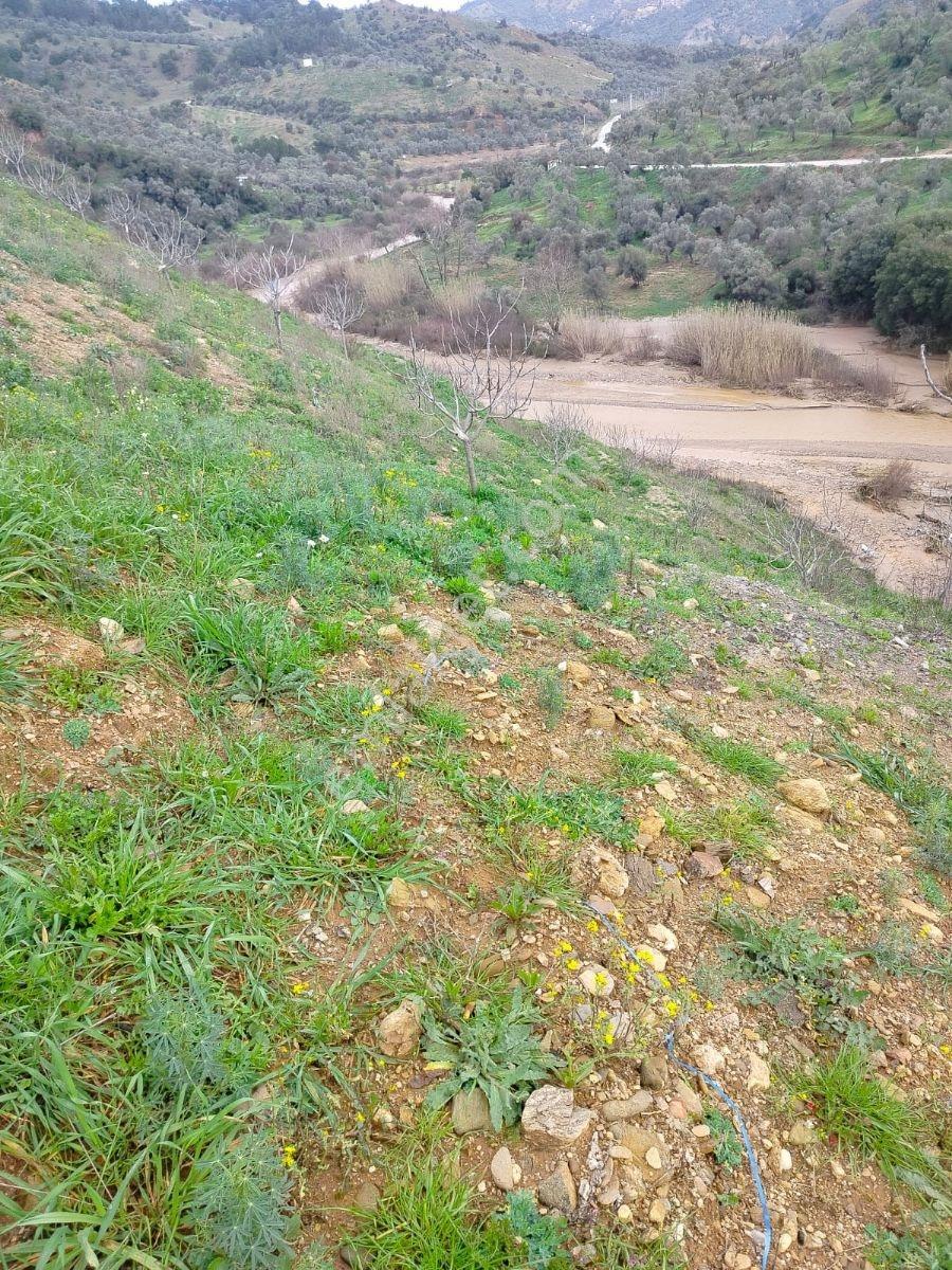 Aydın İncirliova Arzular Mah. 8 Dönüm Satılık İncir Bahçesi - Görsel 19