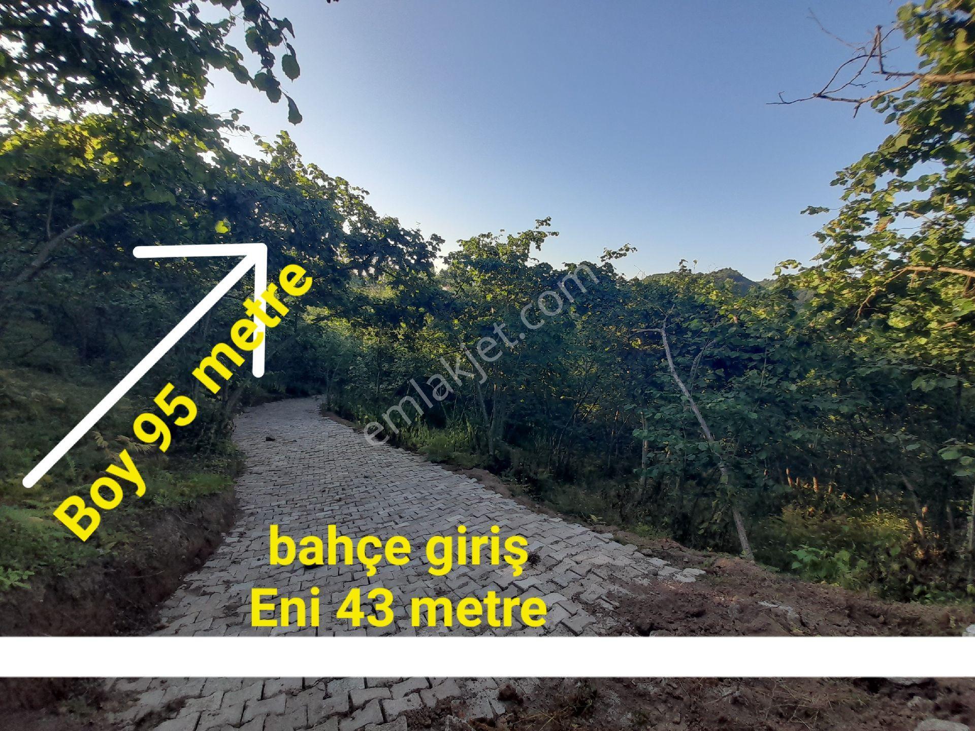 Bulancak İnece Mandıralık Satılık 4232m2 Bahçe - Görsel 4