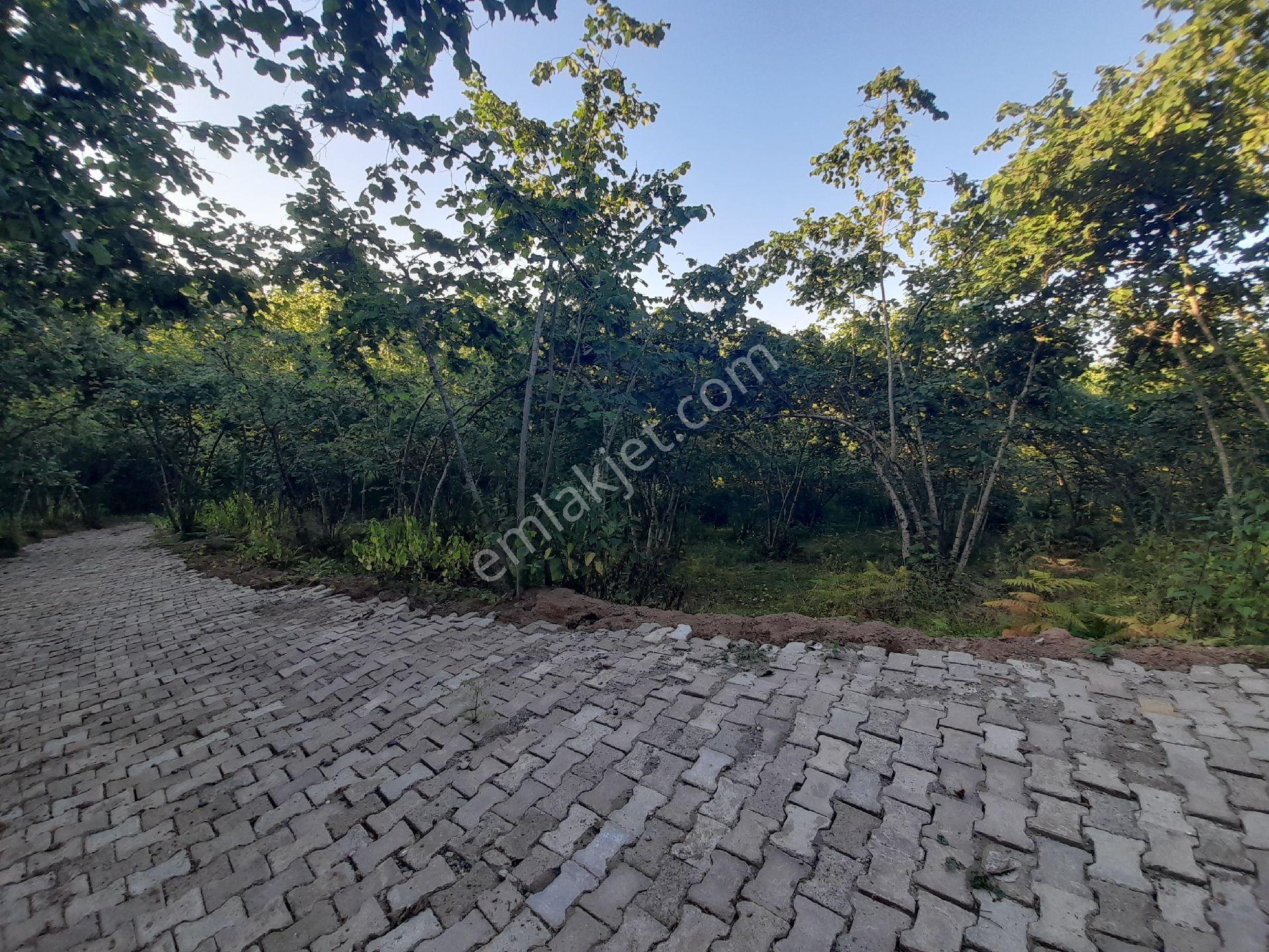 Bulancak İnece Mandıralık Satılık 4232m2 Bahçe - Görsel 9