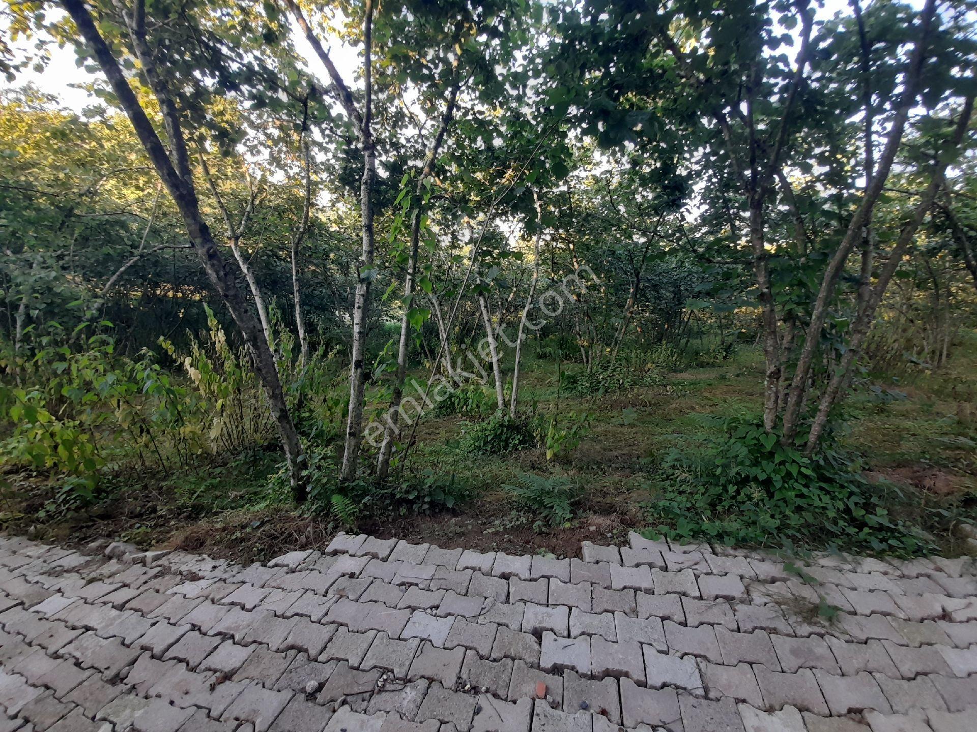 Bulancak İnece Mandıralık Satılık 4232m2 Bahçe - Görsel 10