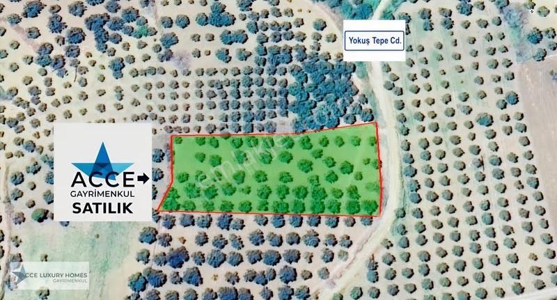 Şarköy/yukarıkalamış'ta Sahile Yakın 2998 M2 Bağ Ve Zeytinlik - Görsel 7