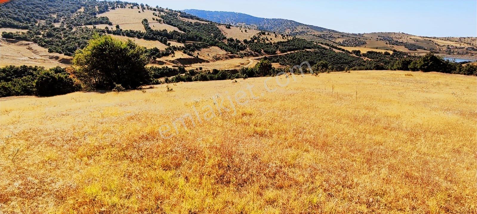 Kula'da Satılık 35552 M2 Tarla (video) - Görsel 9