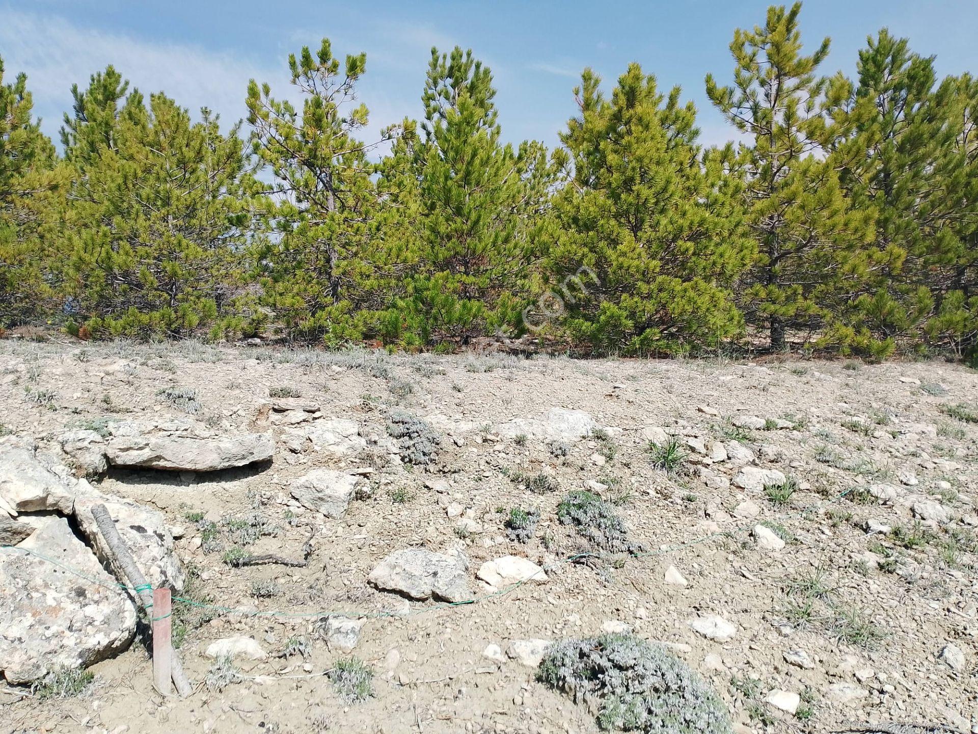 Altınapa'da Tepe Konumlu 2.305 M² Baraj Manzaralı, Yolu Açılmış Satılık Tarla - Görsel 13