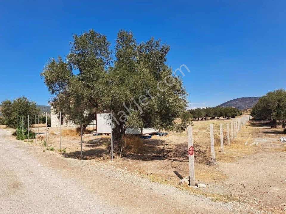 Foça Kozbeyli'de Bağımsız Tapulu - Görsel 18