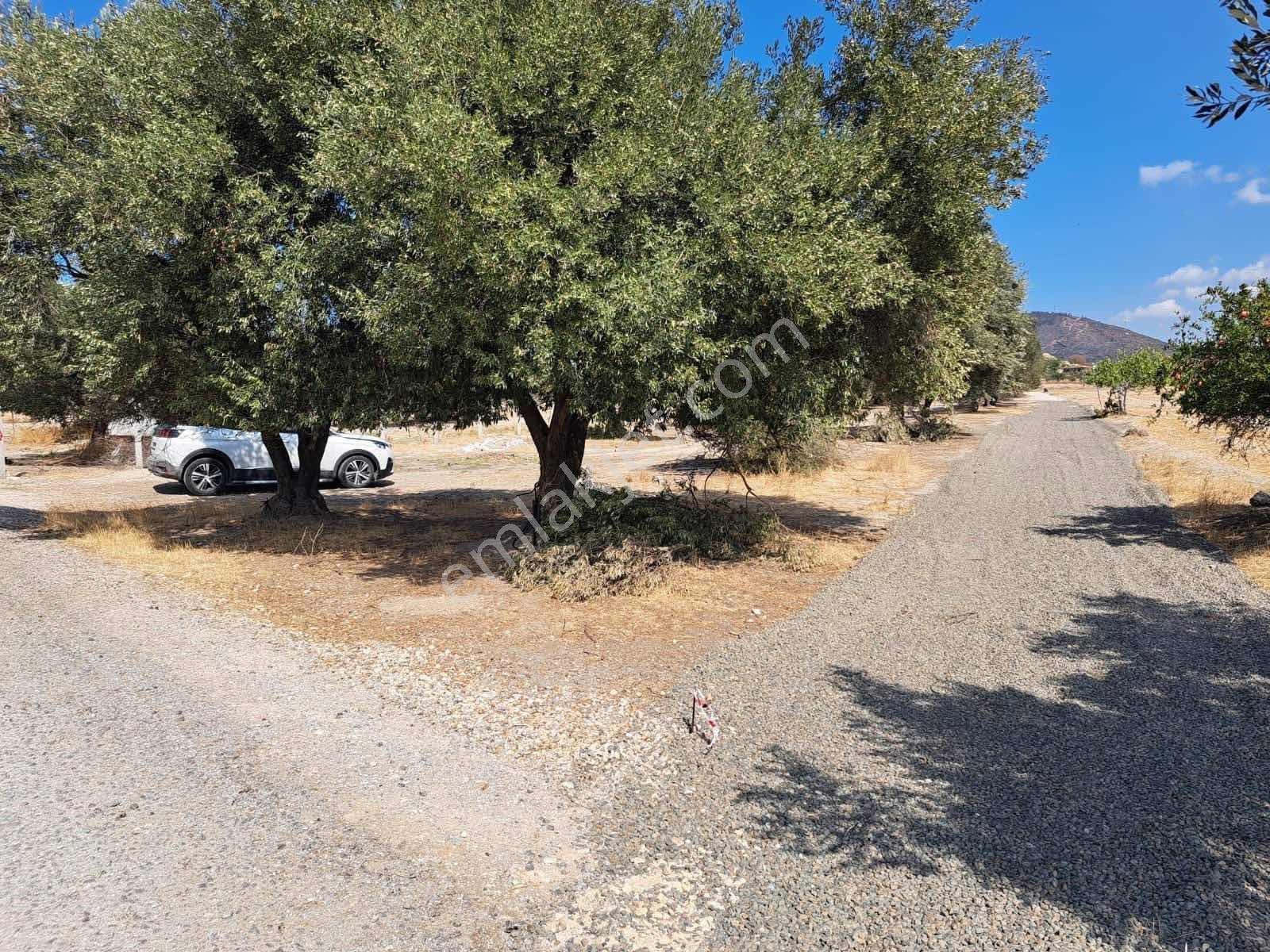 Foça Kozbeyli'de Bağımsız Tapulu - Görsel 14
