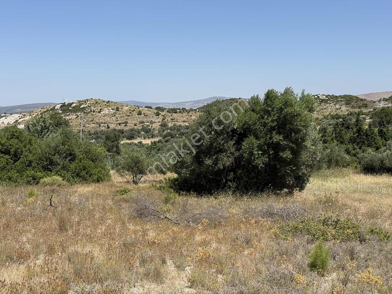 Alaçatı Kerimoğlu Mevkii Müstakil Tapu 5340 M2 Satılık Tarla - Görsel 18