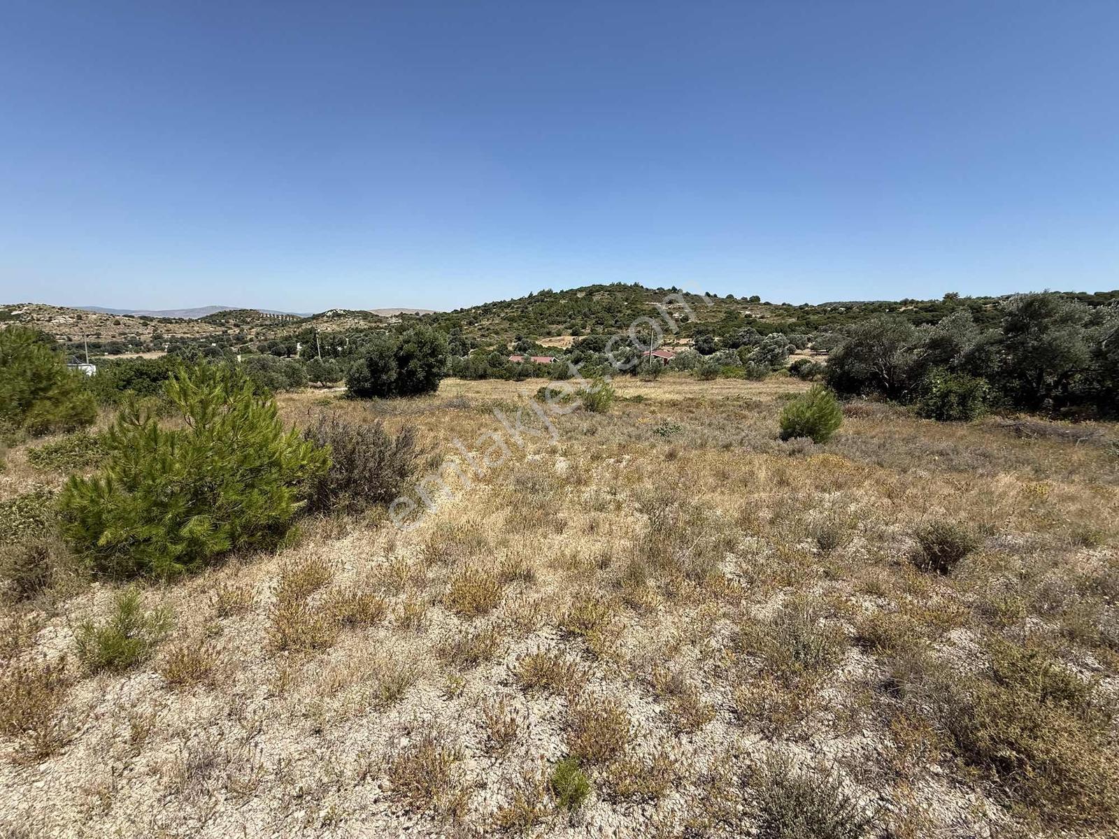 Alaçatı Kerimoğlu Mevkii Müstakil Tapu 5340 M2 Satılık Tarla - Görsel 6