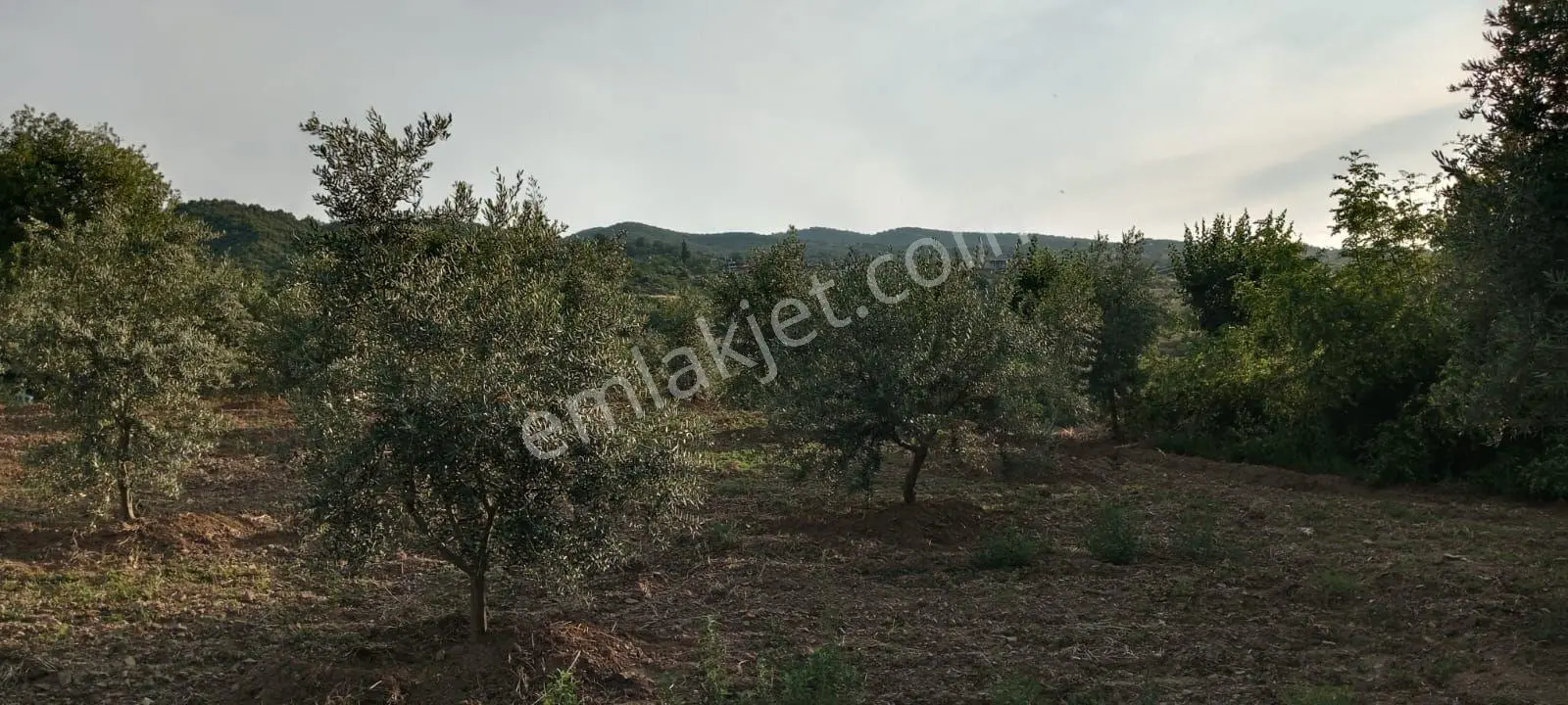 Satılık Zeytinlik | Doğayla İç İçe Yatırım Fırsatı - Görsel 5