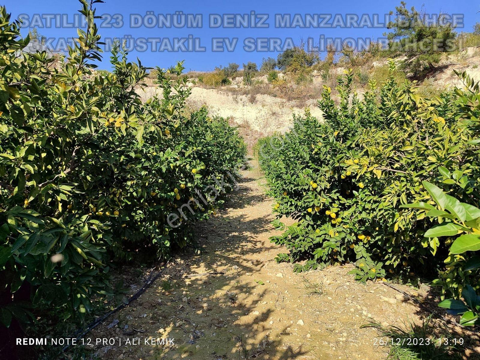 Acil Acill Elvan Lıda Kaçırılmayacak Kupon Limon Bahçesi Ve Sera - Görsel 19
