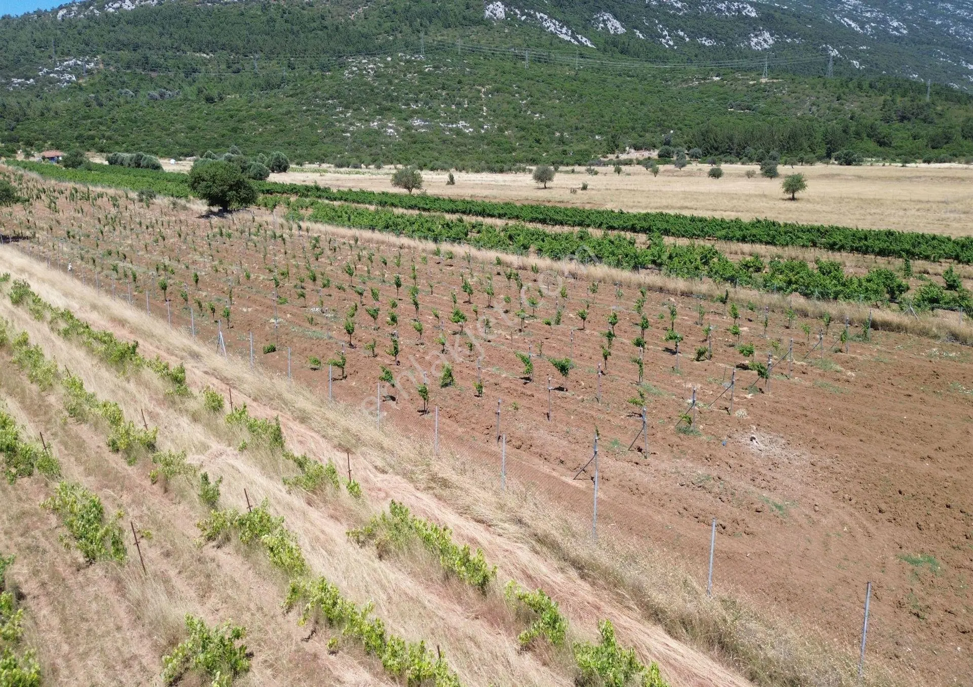 Karaburun Eğlenhoca Mahallesi'nde 11.268 M² Satılık Bağ - Görsel 5