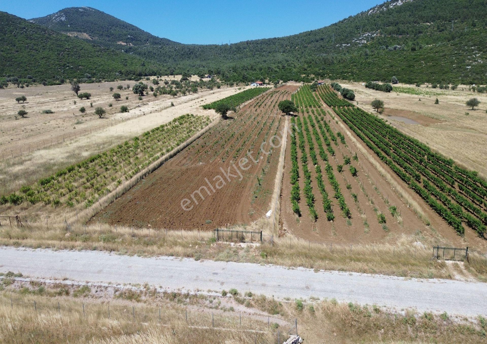 Karaburun Eğlenhoca Mahallesi'nde 11.268 M² Satılık Bağ - Görsel 3