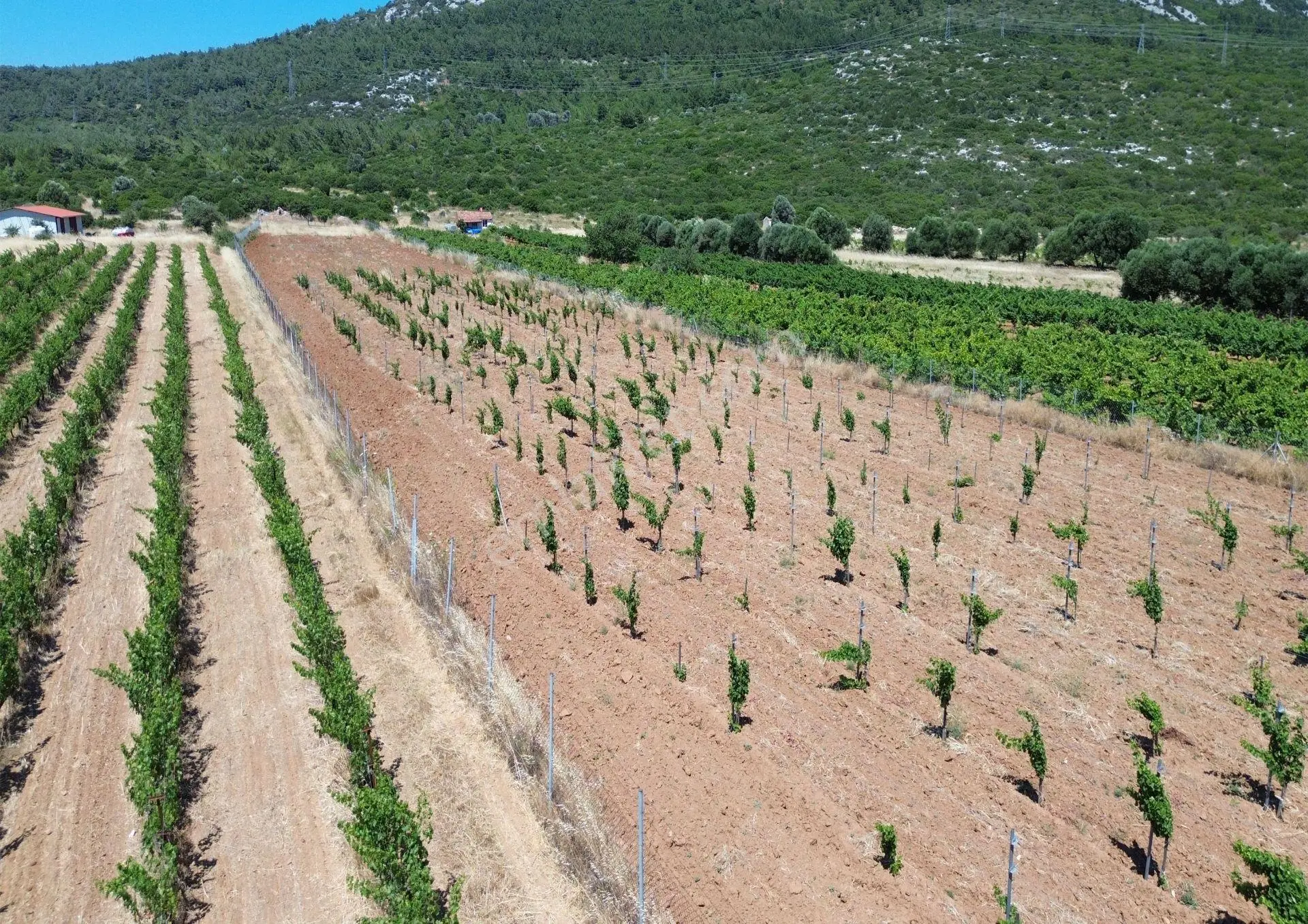 Karaburun Eğlenhoca Mahallesi'nde 11.268 M² Satılık Bağ - Görsel 8
