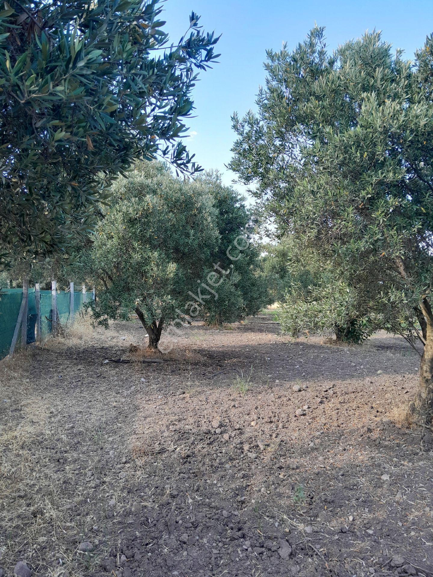 Manisa Yunusemre Bağyolu Satılık Arsa - Görsel 4