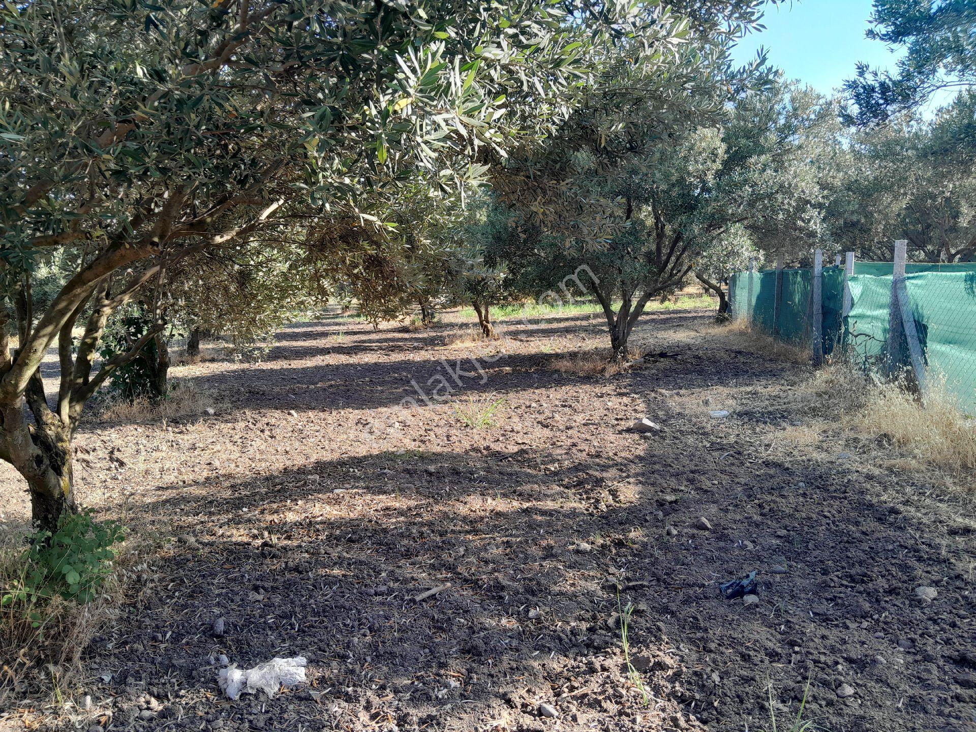 Manisa Yunusemre Bağyolu Satılık Arsa - Görsel 6