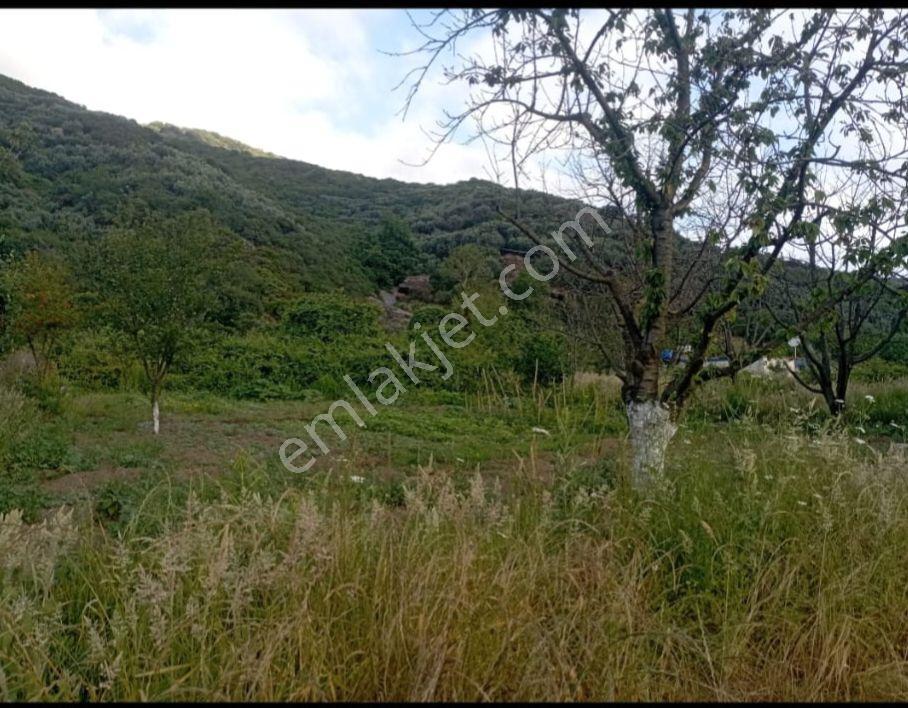 Erdek Ballipinarda 447 M Kiraz Bahçesi