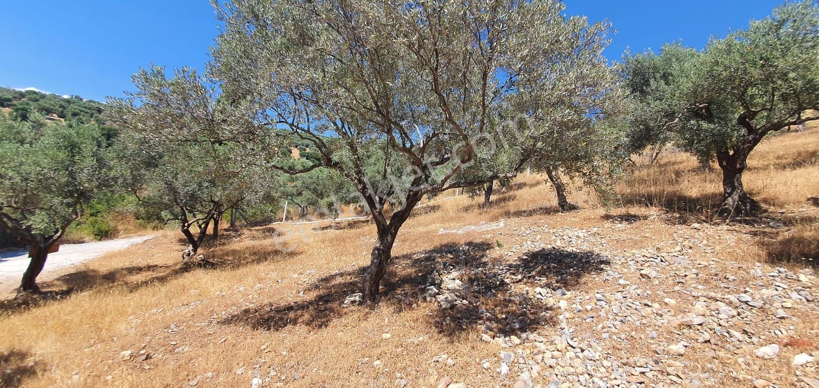 Kuşadası İmar Planın Da Satılık,deniz Manzaralı Arazi - Görsel 6