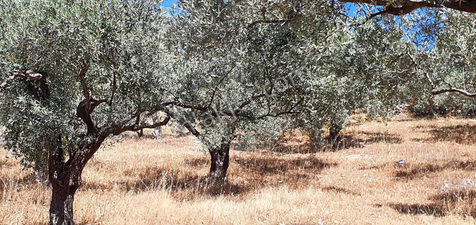 Kuşadası İmar Planın Da Satılık,deniz Manzaralı Arazi - Görsel 11
