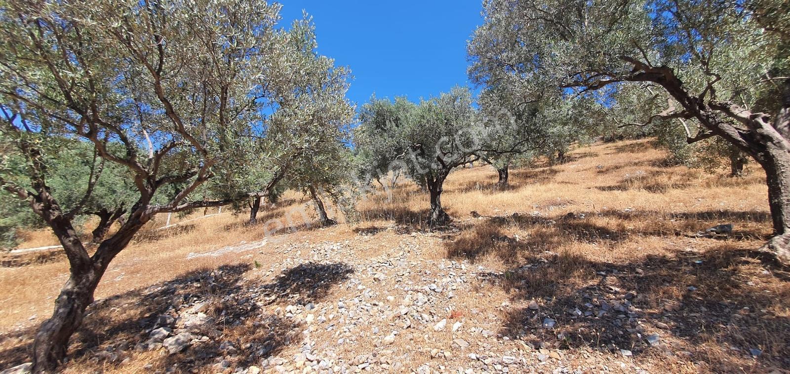 Kuşadası İmar Planın Da Satılık,deniz Manzaralı Arazi - Görsel 8