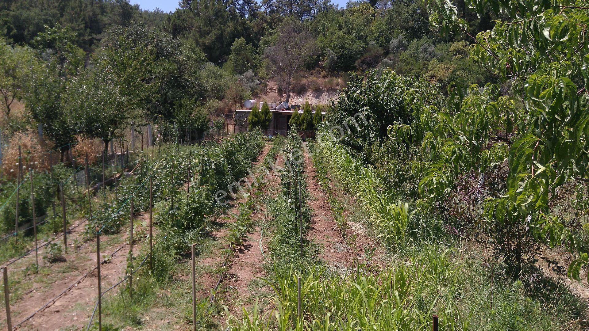 Muğla Akyaka Denize 15 Dakika Mesafede Yaylada - Görsel 29
