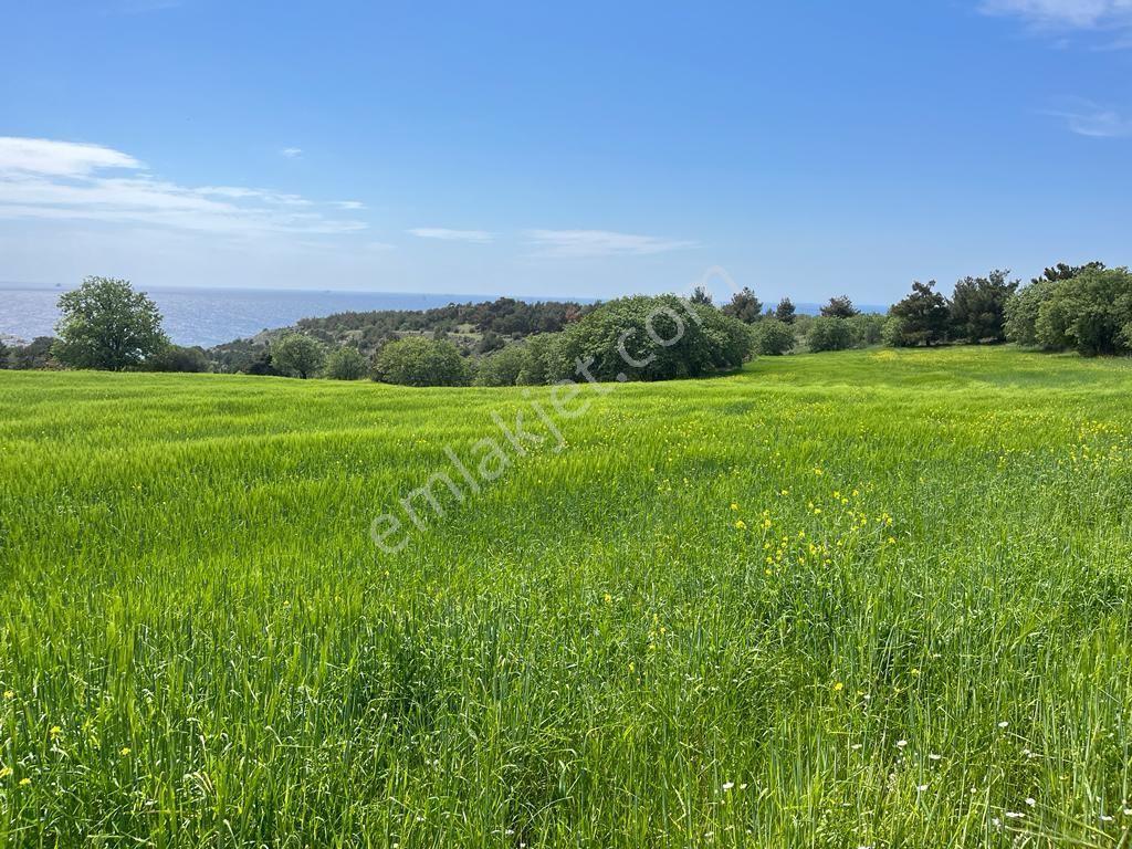 Acil! Çanakkale Ezine Akçakeçilli De Bozcaada Manzaralı 3.721m² Yol Dibi Denize 664m Kupon Tarla - Görsel 6