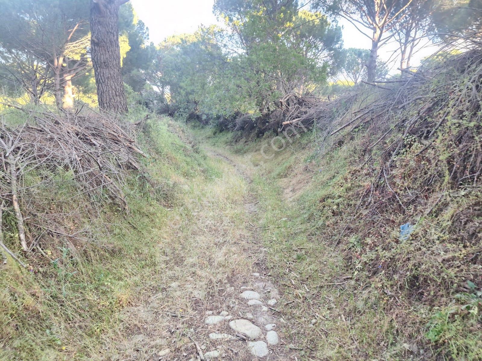 Ayvalık Kozak Bağyüzünde Köy Yakını Satılık Tarla - Görsel 24