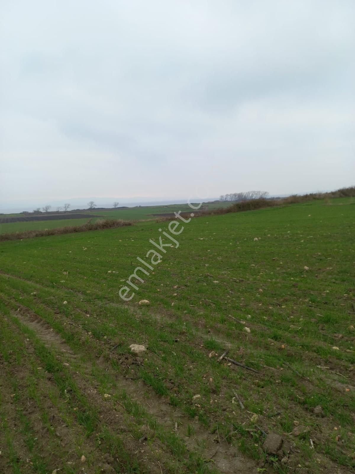 Deniz, Doğa Ve Boğaz Manzaralı Sahile 500m, 19.334 M2 Tarla - Görsel 32