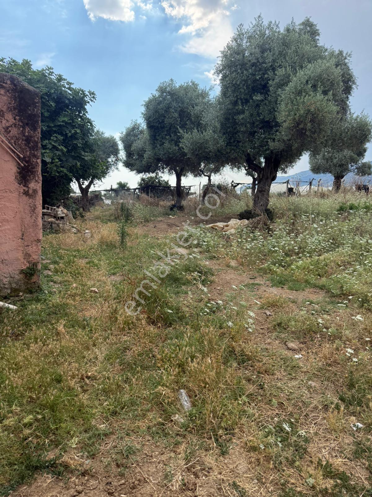 Aydın Sultanhisar Kavaklı'da Yatırımlık & İmarlı 5.000 M² Zeytinlik Ve İncir Bahçesi! - Görsel 2