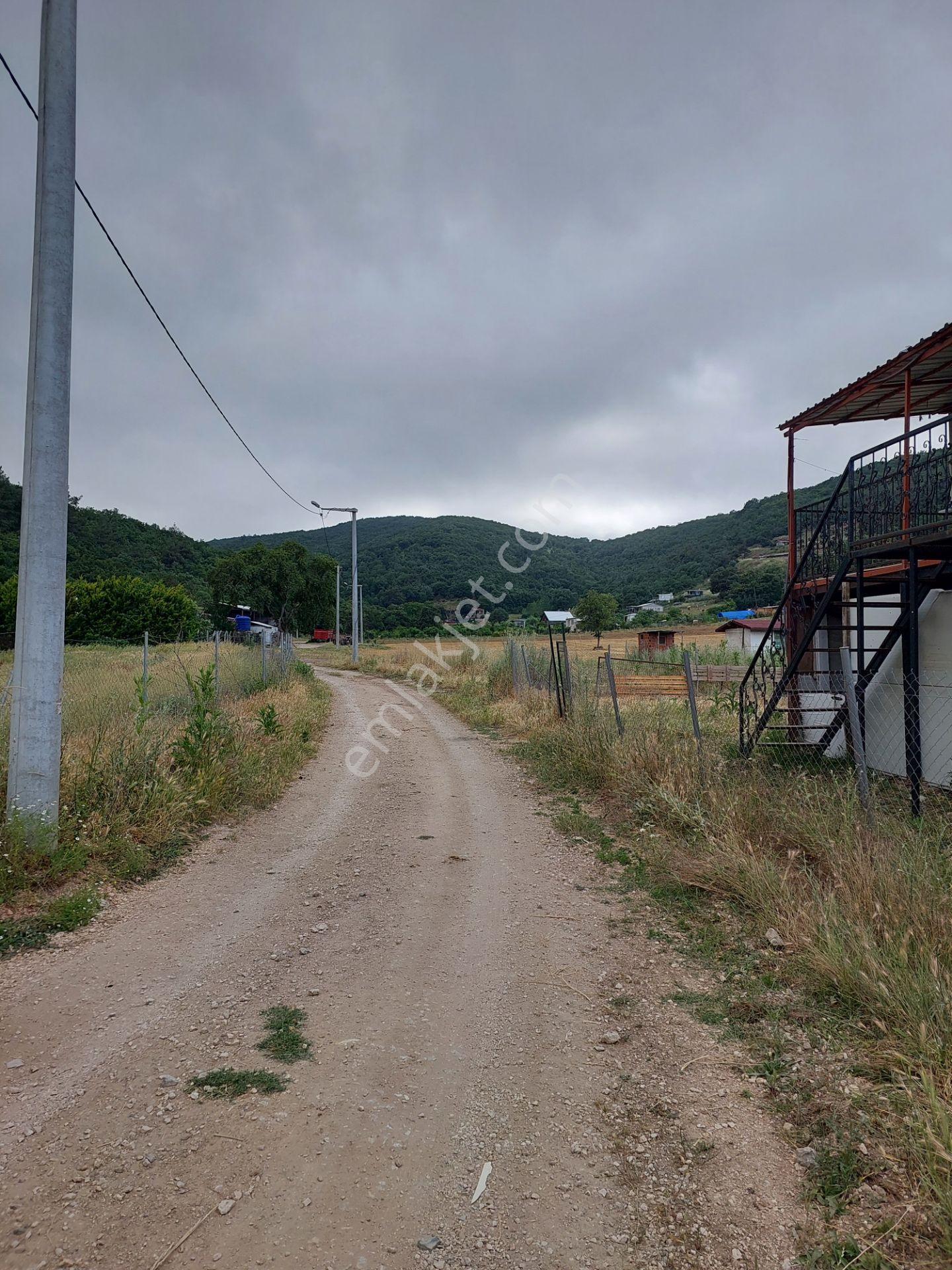 Kestel Gölcükte Ormana Sınır Acil Satılık Altı Dönüm Tarla - Görsel 13