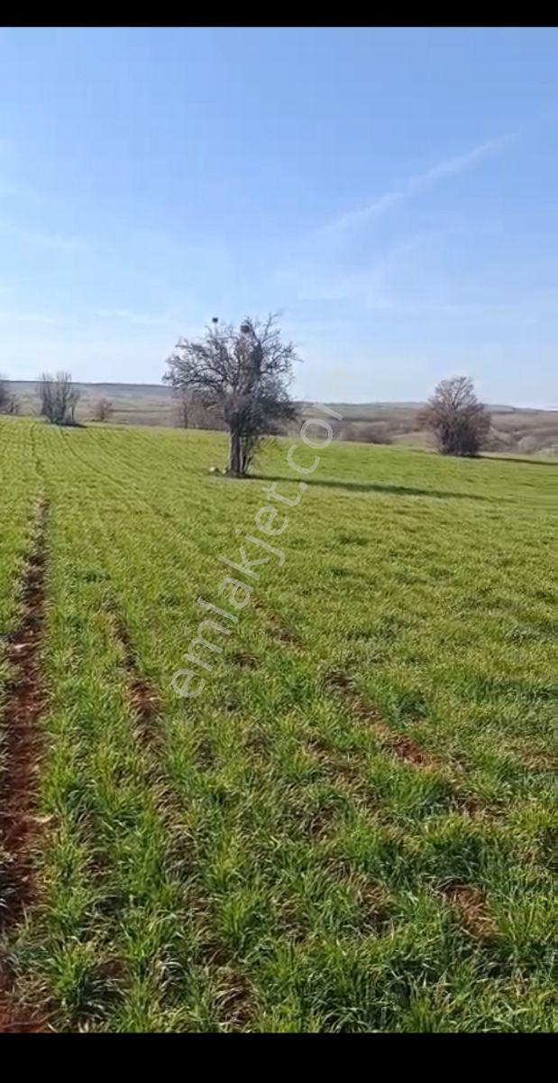 Derbent'te Satılık 38.000 M² Verimli Tarla - Görsel 3