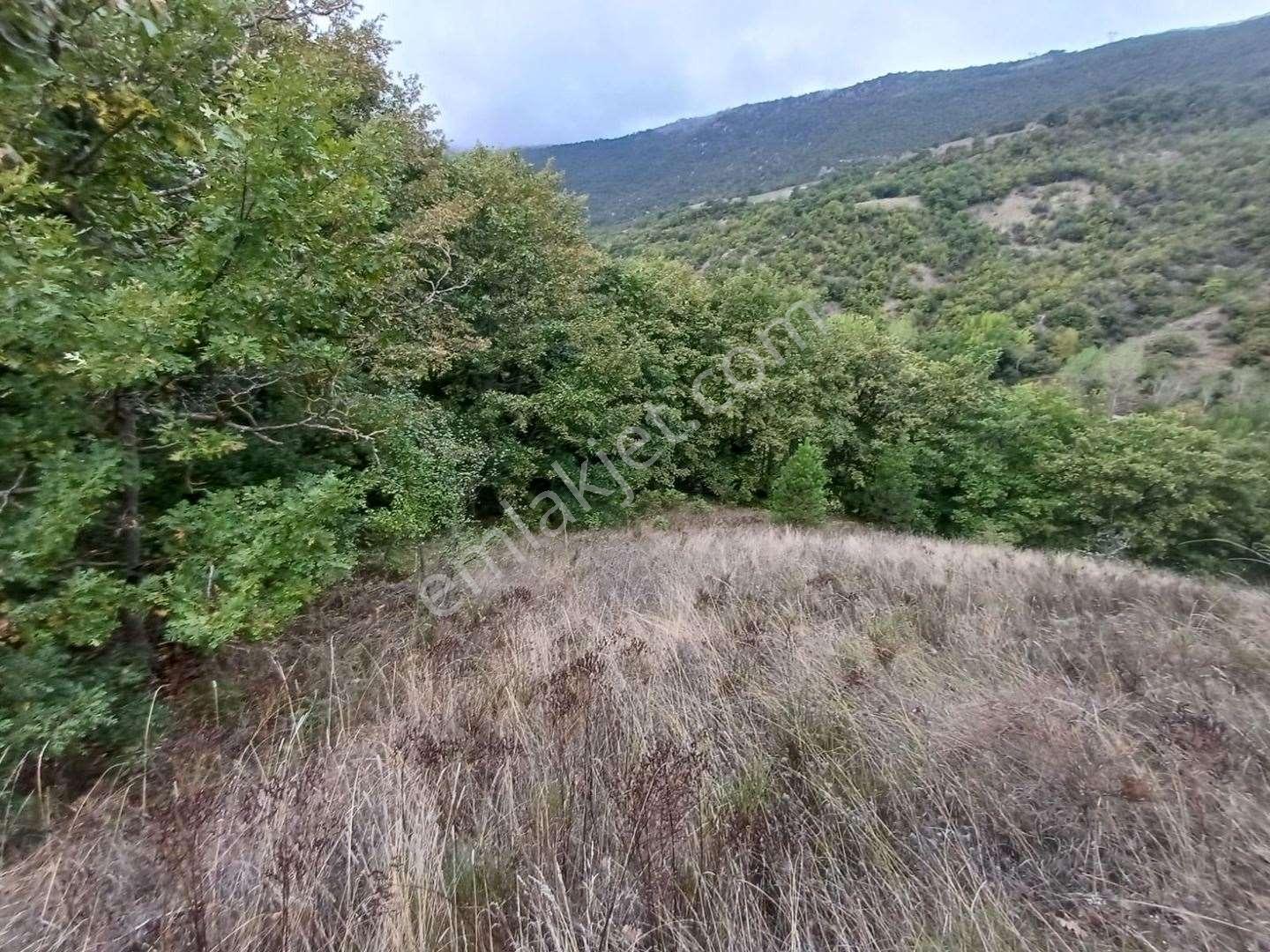 Bolu Mudurnu Dereköy Mevkiinde Satılık Tarla - Görsel 17