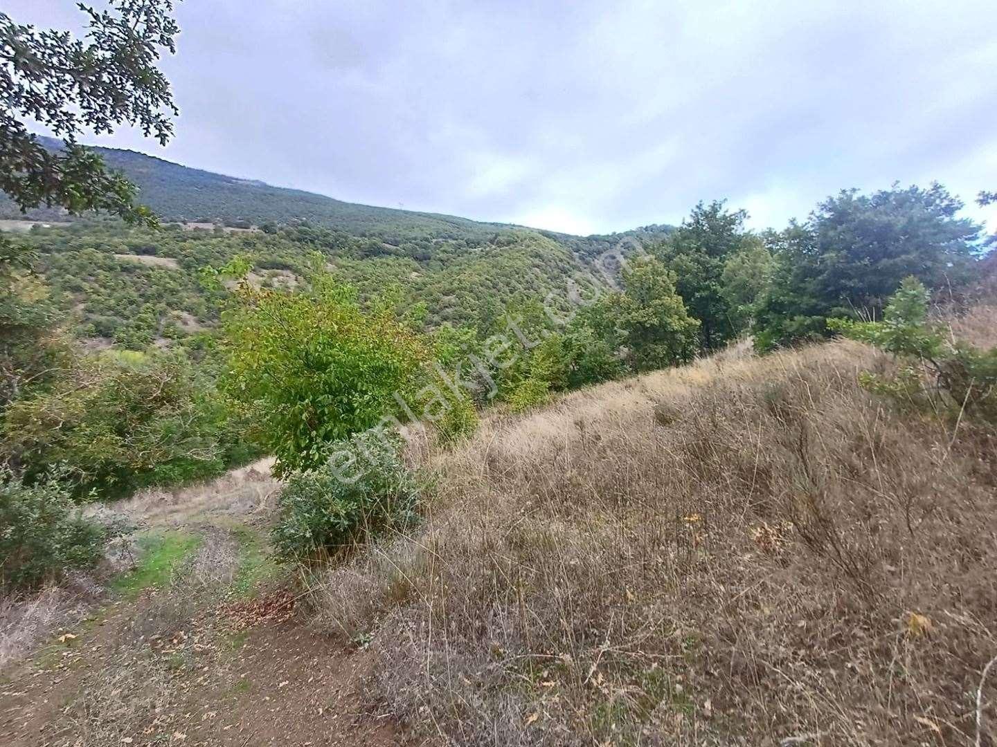 Bolu Mudurnu Dereköy Mevkiinde Satılık Tarla - Görsel 18
