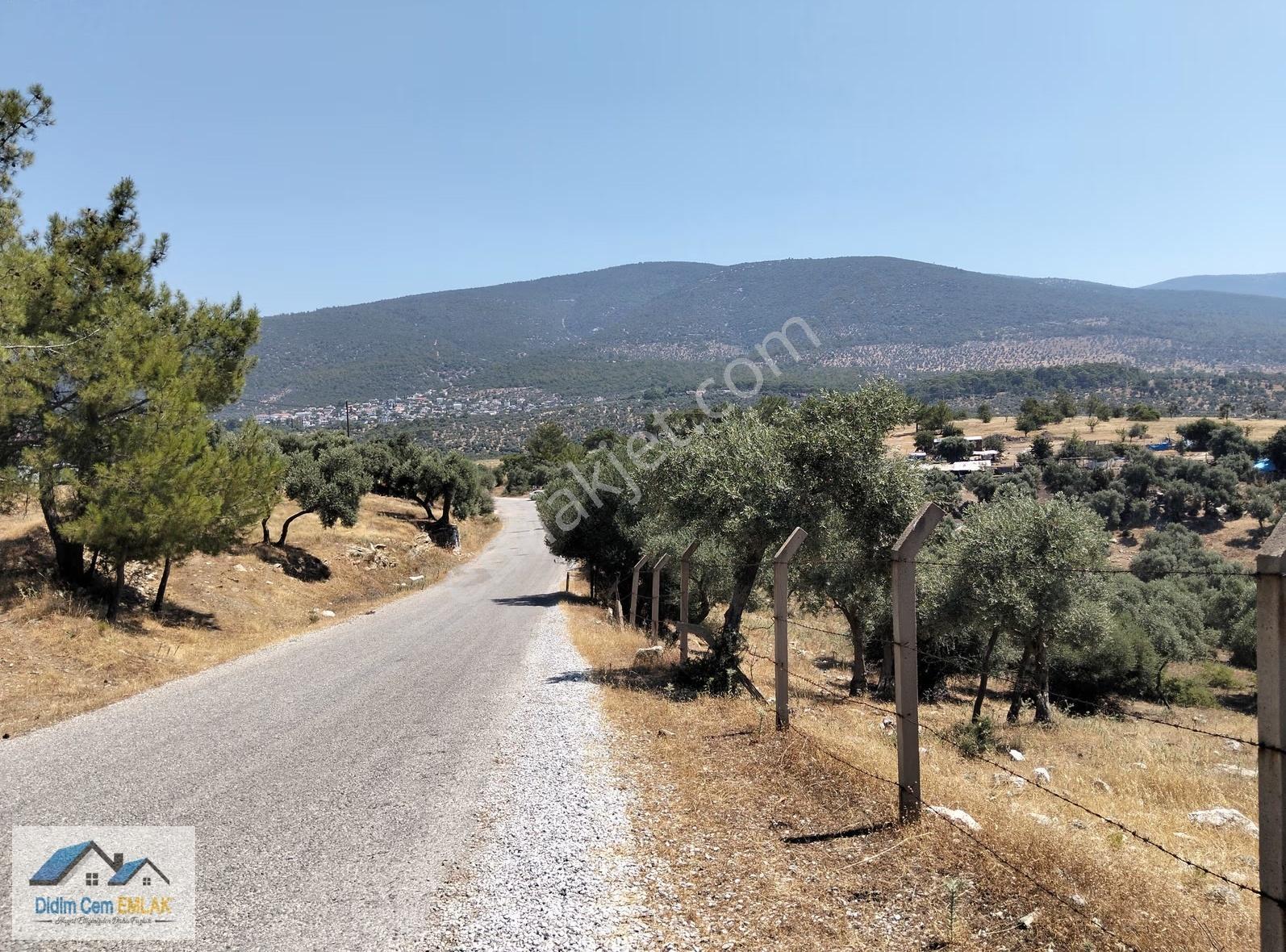 Kazıklı Koyuna 3 Km 29,000m2 Satılık Zeytinlik Ve Tarla - Görsel 2