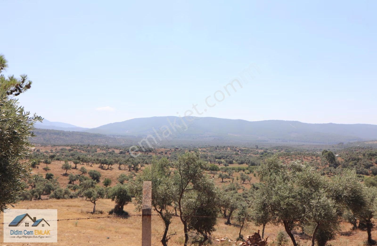 Kazıklı Koyuna 3 Km 29,000m2 Satılık Zeytinlik Ve Tarla - Görsel 7