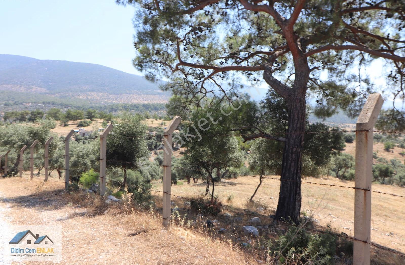 Kazıklı Koyuna 3 Km 29,000m2 Satılık Zeytinlik Ve Tarla - Görsel 9