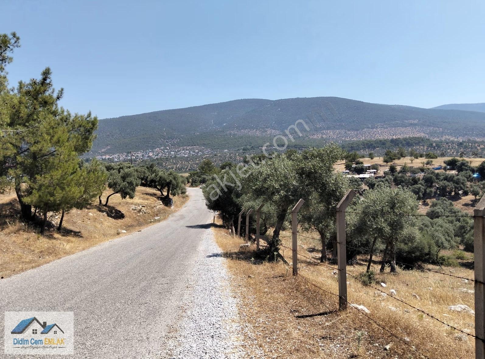 Kazıklı Koyuna 3 Km 29,000m2 Satılık Zeytinlik Ve Tarla - Görsel 11