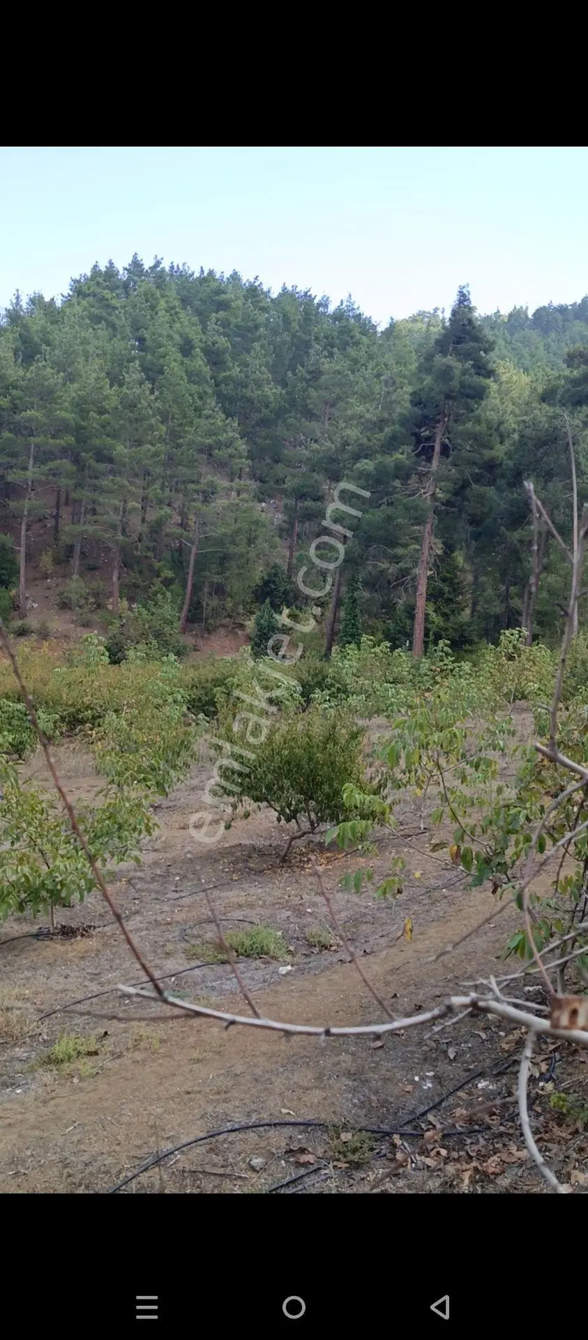 Satlık Şeftali Bahçesi - Görsel 2