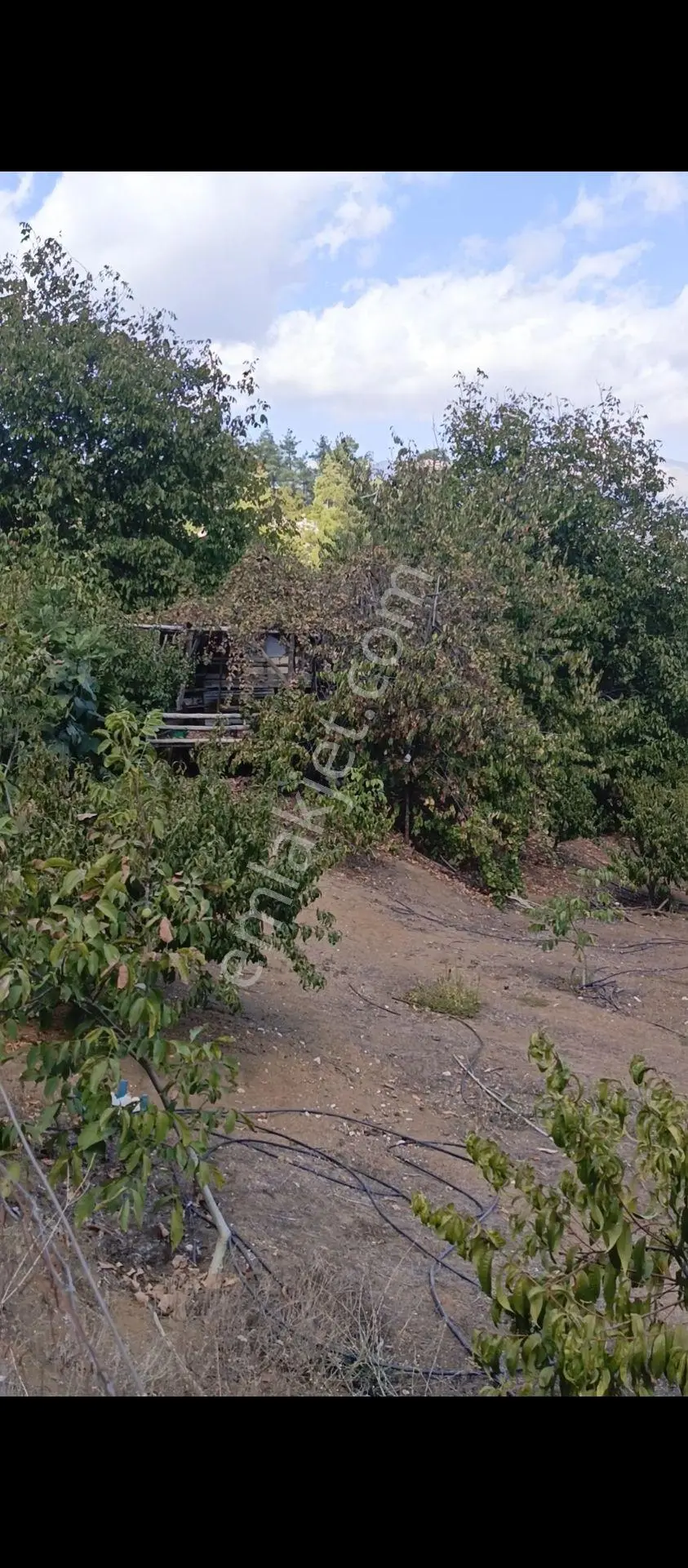 Satlık Şeftali Bahçesi