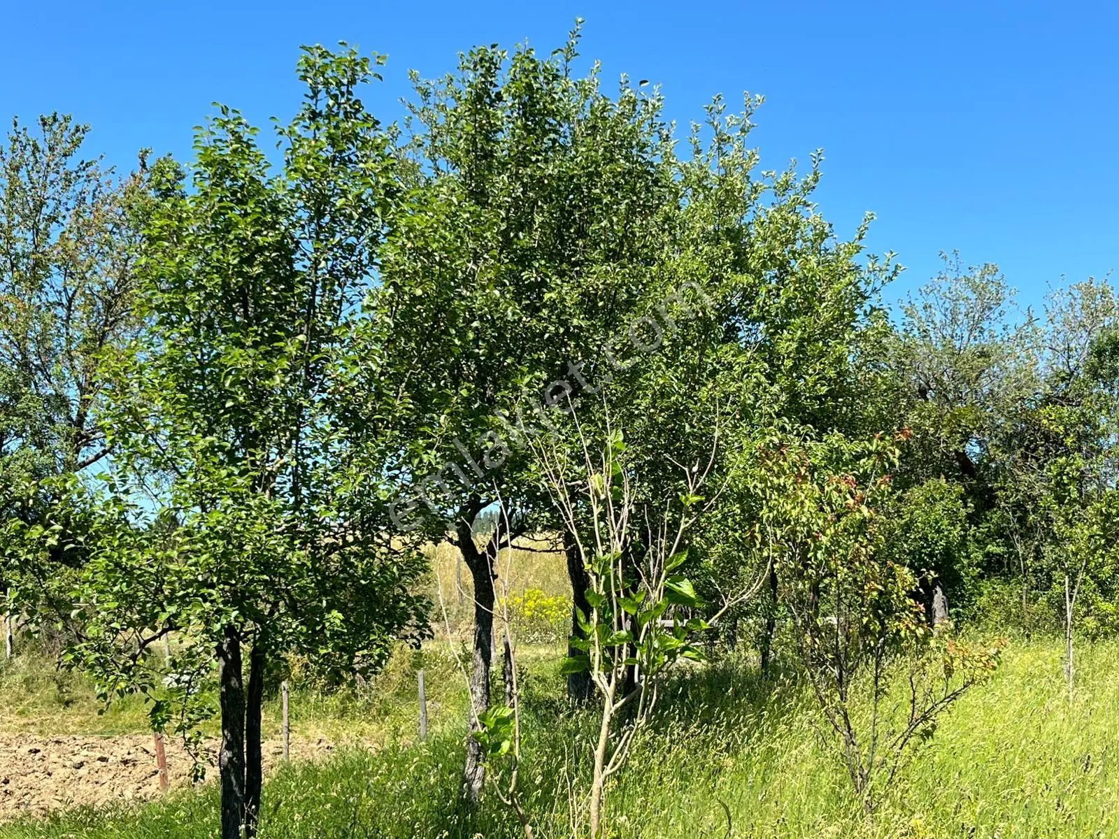 Kastamonuya 13 Km Uzaklıkta Köy Yerleşik Alanında Meyve Ağaçlı - Görsel 5