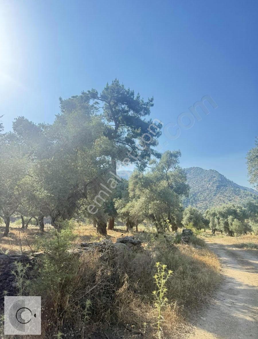 Milas Karşıyaka Zeytinlik - Görsel 2