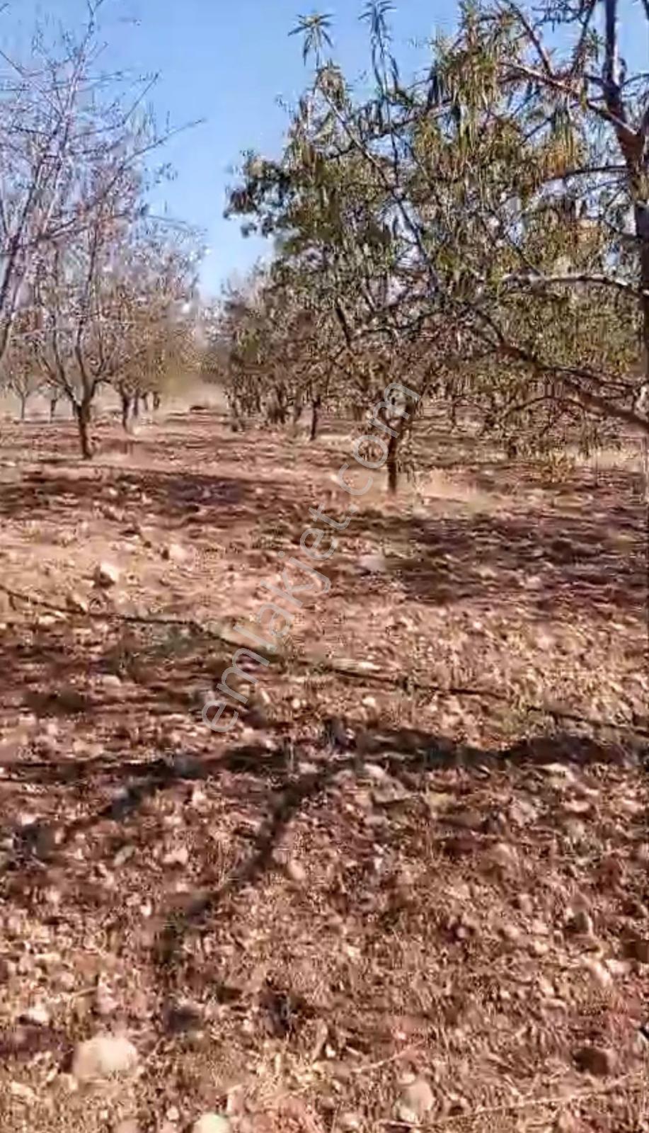 Adıyaman Kahta Salkımbağ Köyü'nde Satılık 31.120 M² Tek Tapulu Badem Bahçesi - Görsel 9