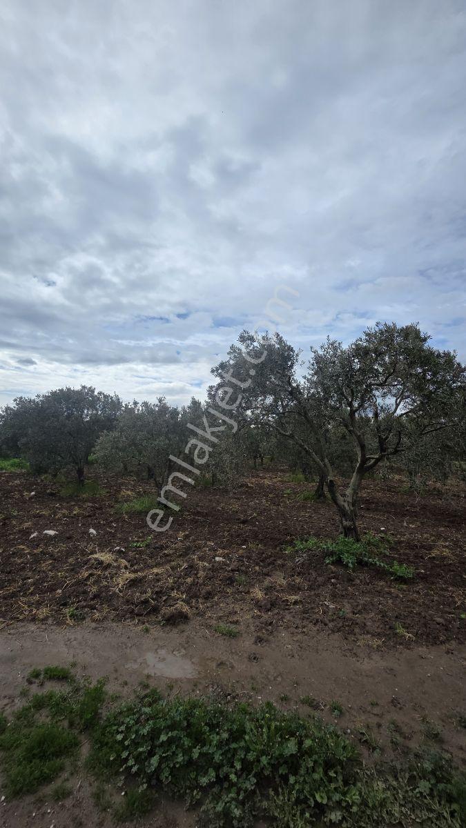Yalçınlar Gayrimenkulden Akhisara 3km Satılık Zeytinlik - Görsel 3
