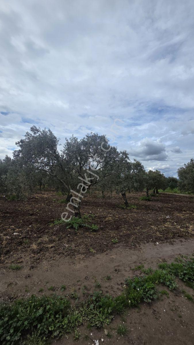 Yalçınlar Gayrimenkulden Akhisara 3km Satılık Zeytinlik - Görsel 6